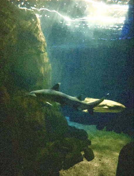 Waikiki Aquarium Shark Tank