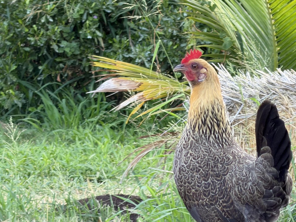 A chicken wandering around the Peace & Sustainability Garden
